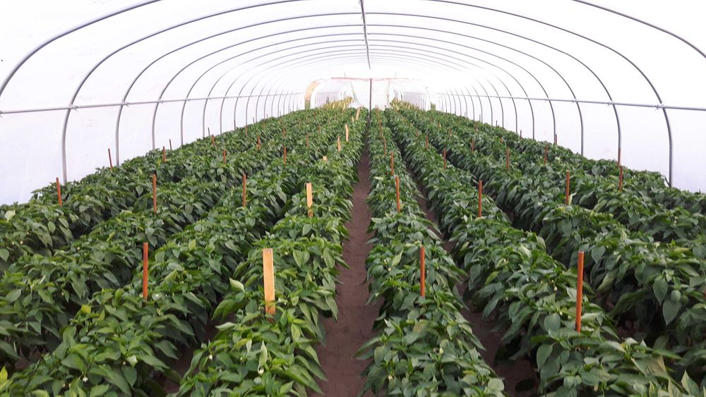 Tunel foliowy, 10,5 x 32 m. tunele foliowe rura fi 57/2,6.