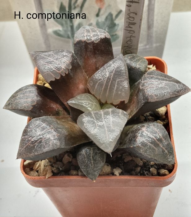 Хавортия (Haworthia  Chocolate)