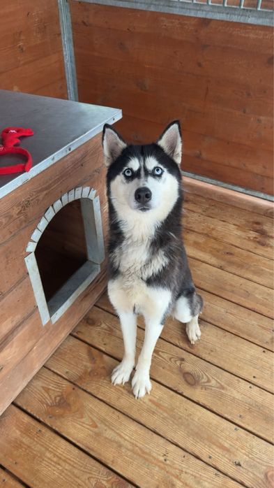 suczka w typie Siberian Husky