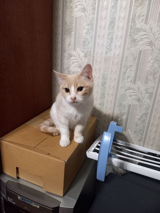 Котик Персей шукає господарів