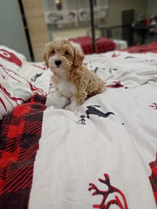 Maltipoo, maltańczyk, pudełek toy k.Poznania