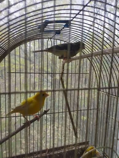 Клітка канарейка