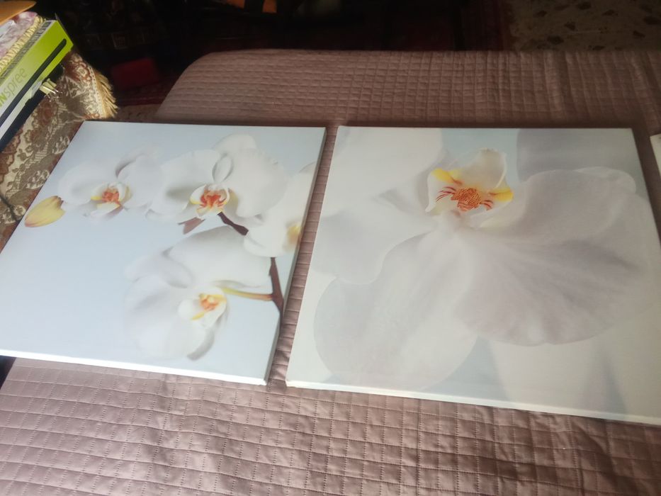 Conjunto Quadros tulipa
