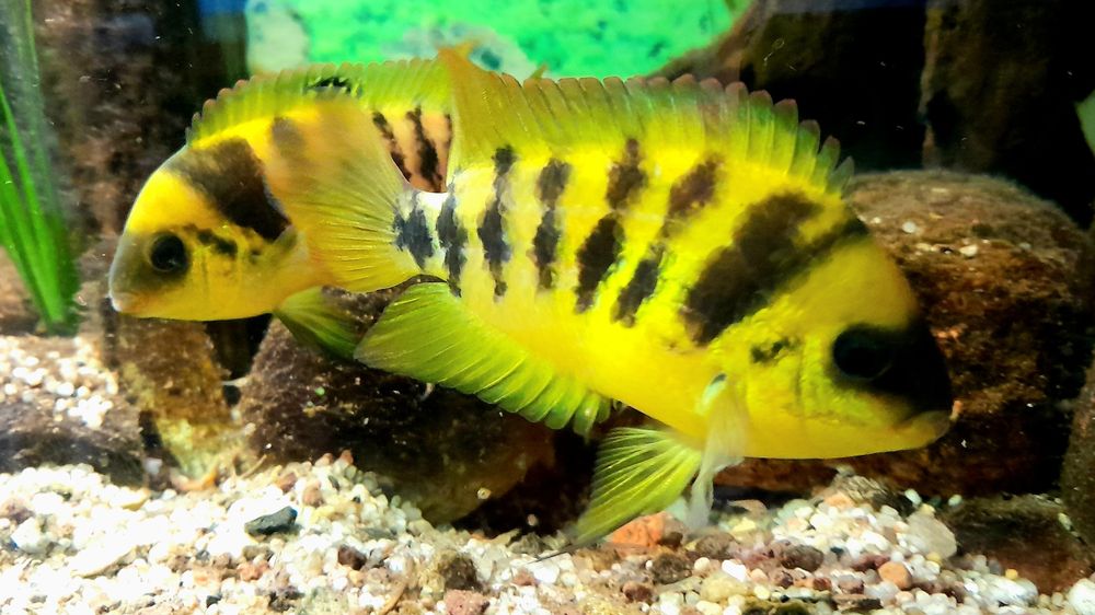 Amatitlania Nanolutea,