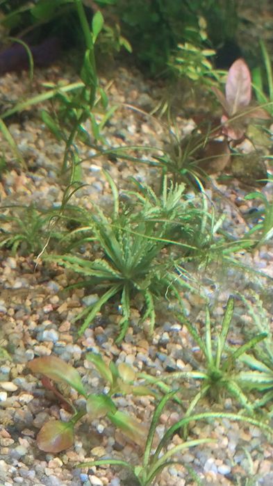 Рослини в акваріум