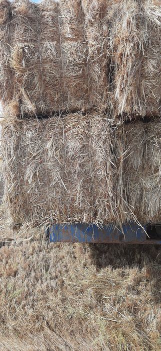 Feno ano 2025 de tritical com erva espontânea e aveia com erva espontâ