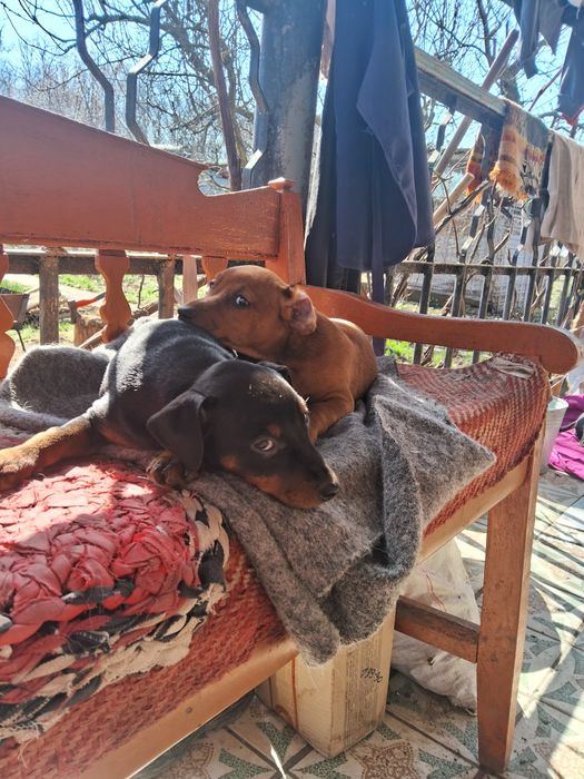 Продам щенков цвергпинчер!