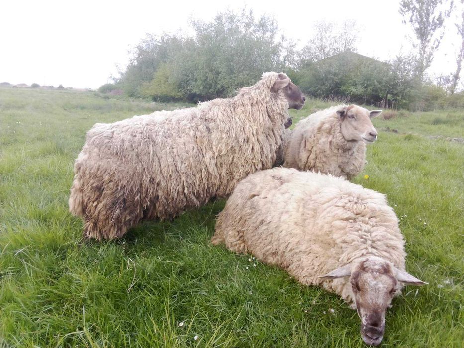 Продам Вівцю. Баран.