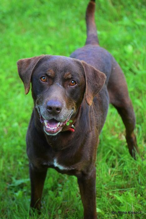 Czekoladowy przyjaciel Czoko – wspaniały pies do adopcji!
