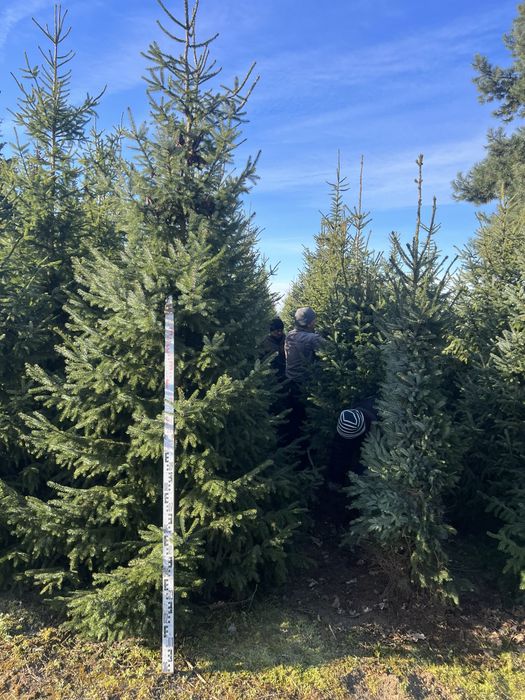 Świerk Serbski z bryłą z plantacji, o wysokości 3-4m Sadzimy