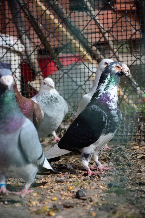 Gołębie Staropolskie