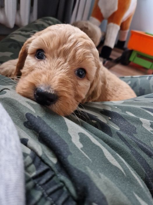 Goldendoodle chłopiec