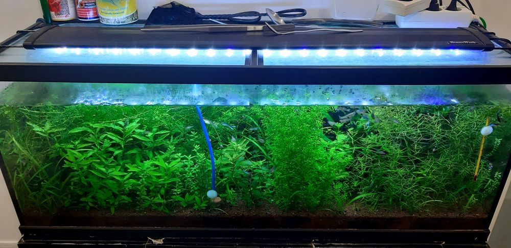 Lote plantas aquario