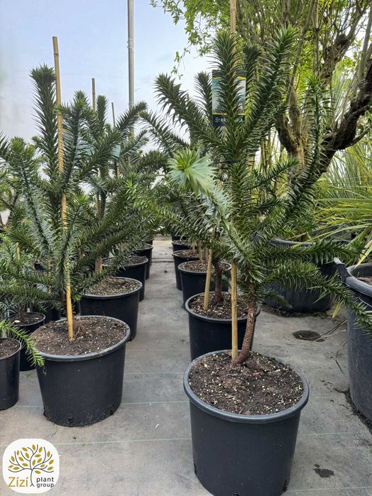 Araucaria araucana, Araukaria, 20-100cm, różne wielkości, zimozielona