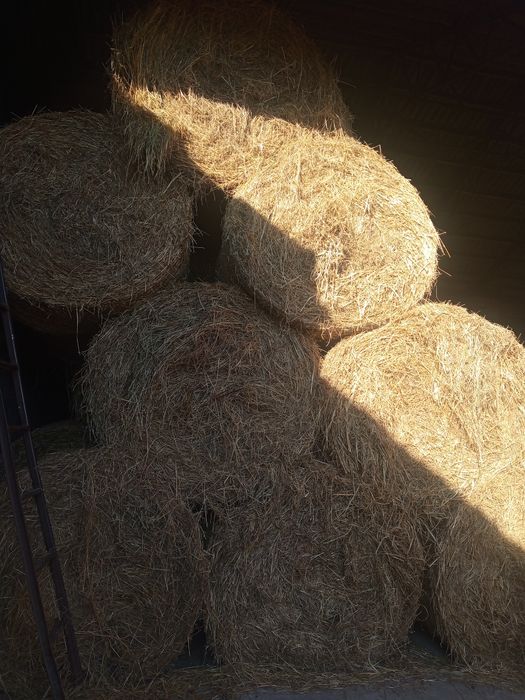 Siano Suche Pachnące !!!