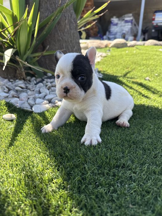 Bulldog francês menina