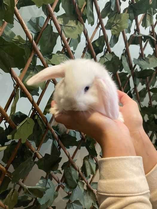 Coelhos Anões belier , orelhudos , mini loop ( LOJA ESPECIALIZADA )