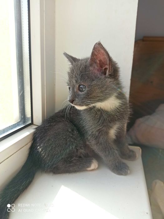 Сіреньке кошенятко шукаю родину