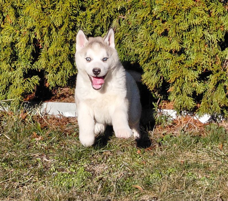 Siberian husky  pies