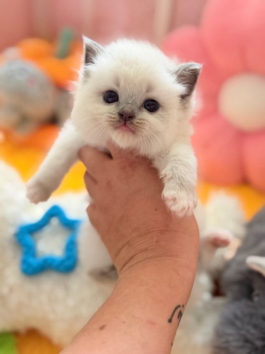Ragdoll kotek do rezerwacji