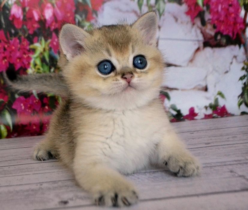 Котятки золотые зеленоглазые шиншиллы