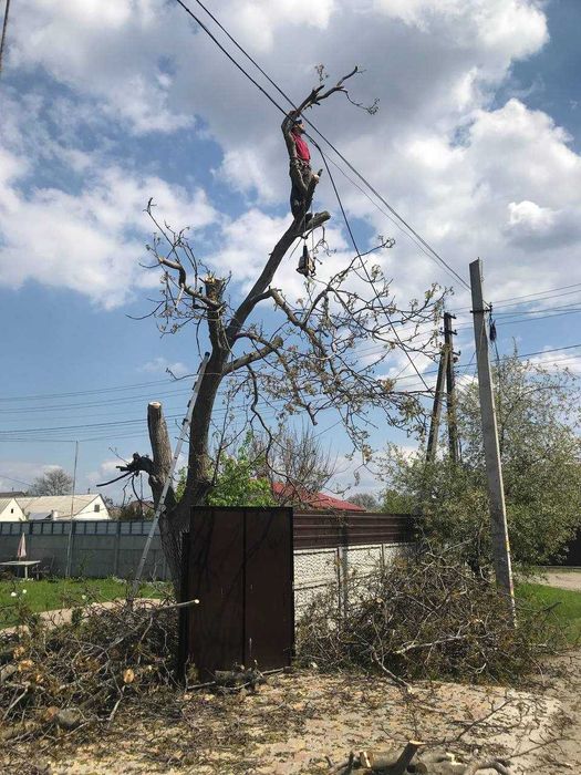 Спил деревьев Омоложение обрезка сада деревьев Корчевание пней