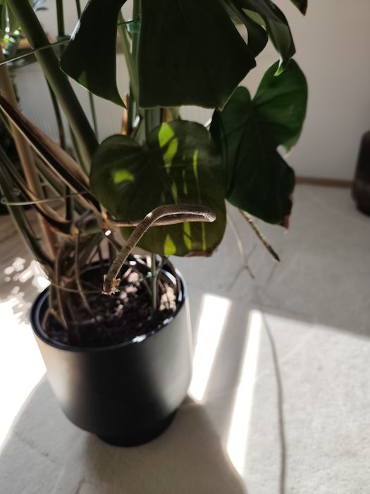 Duża, gęsta Monstera Deliciosa