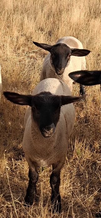 Borrego macho suffolk