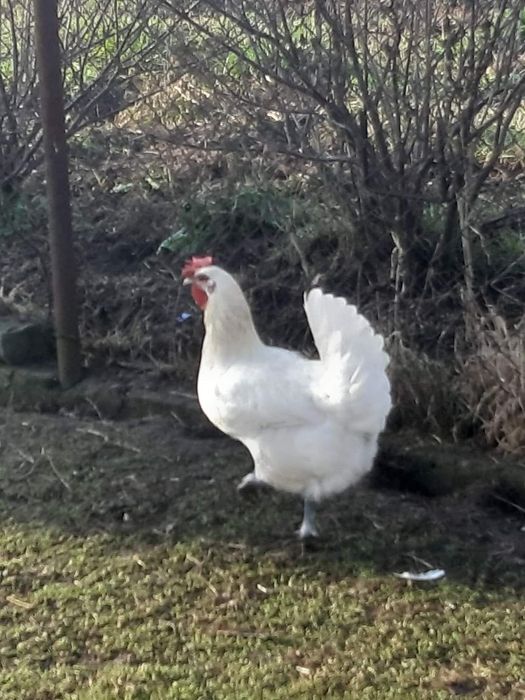 Бресс Гальський інкубаційні яйця