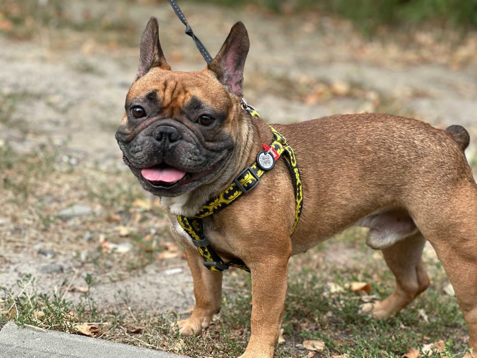 Француз шукає француженку, В'ЯЗКА