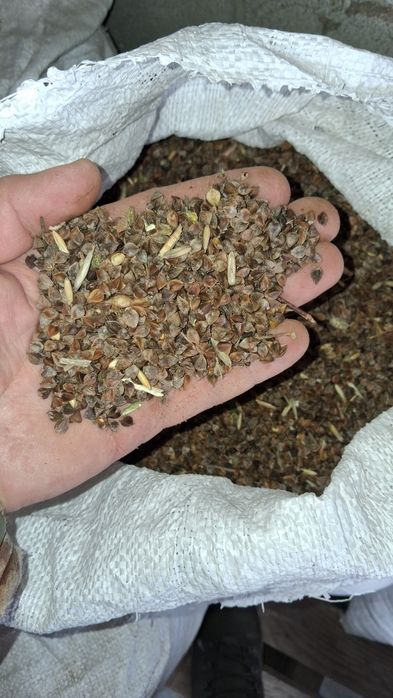 Гречка 2024 року