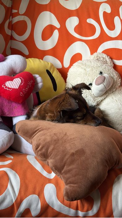 Cadelas para adoção [Urgente]