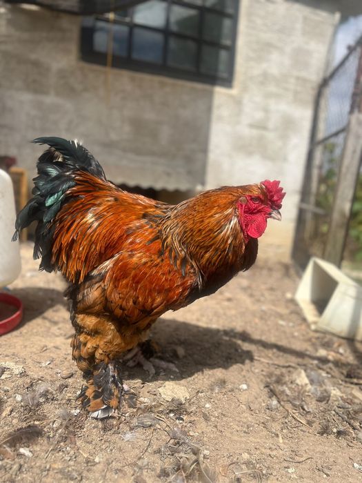 Casal Brahma com 1 ano e meio