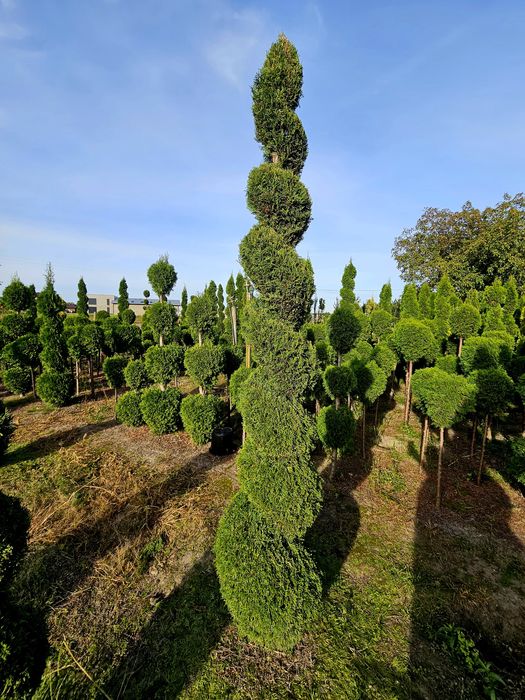Szmaragd Thuja Formowane LIKWIDACJA PLANTACJI