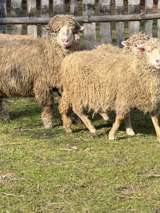 Вівці-Барани-Ягнята