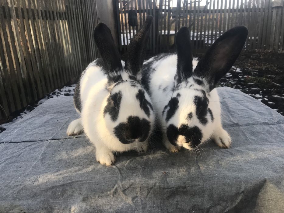 Кролики метелики( змішаних порід).