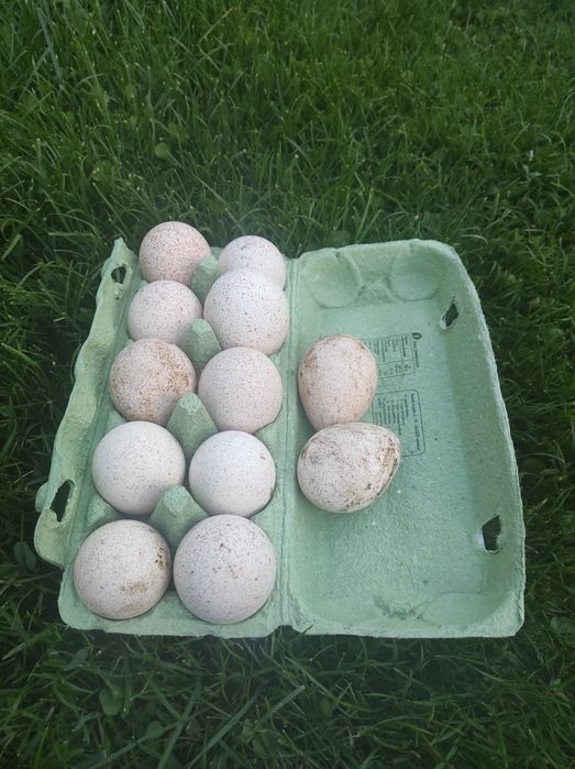 Indyki, indor, indyczka