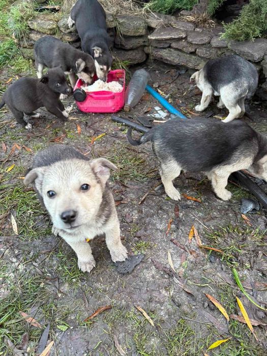 ТЕРМІНОВО прилаштувати цуценят в добрі руки!