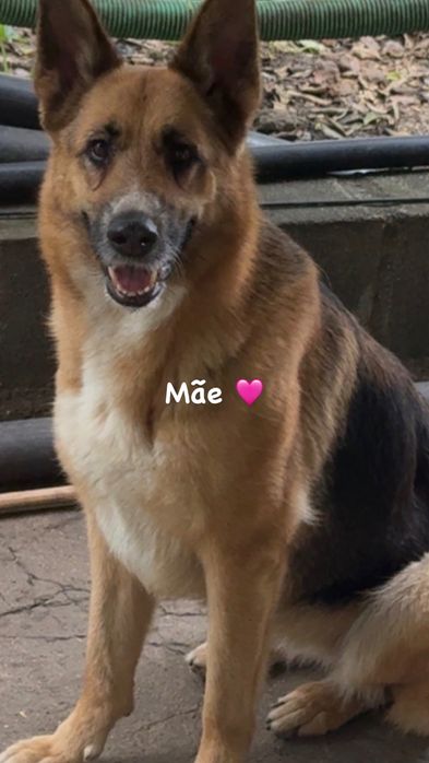 Cachorrinhos para adoção