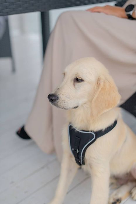 Шлейка и поводок