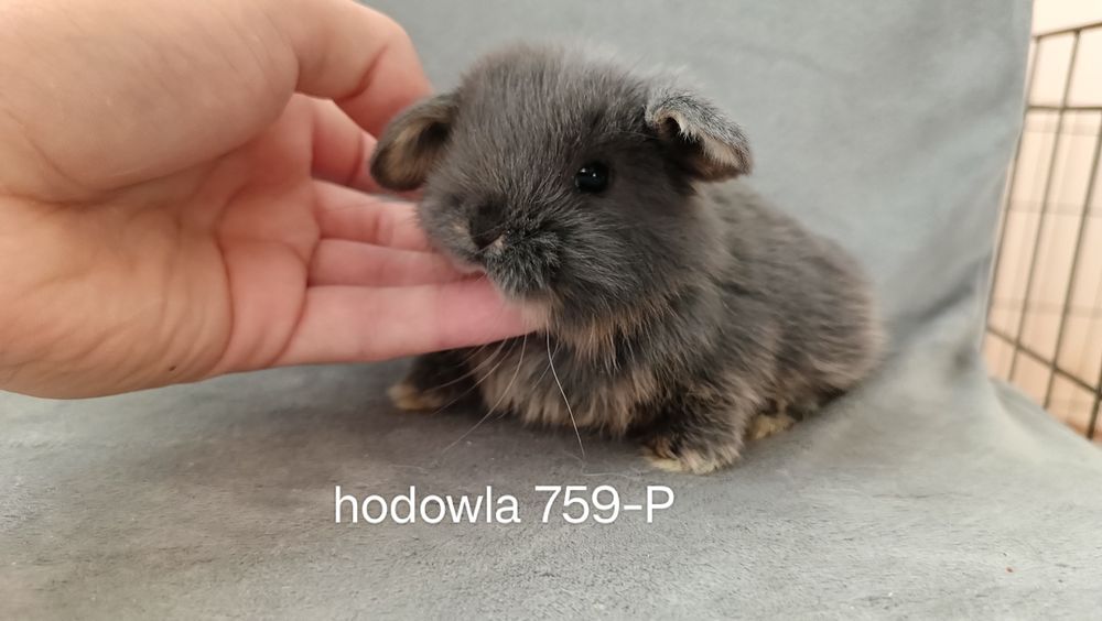 Mini lop króliki karzełek miniaturka baranek hodowla