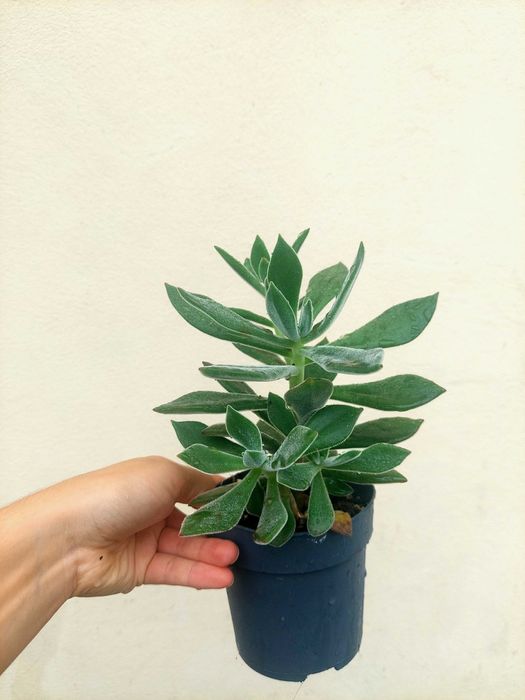 Planta Suculenta Sedum