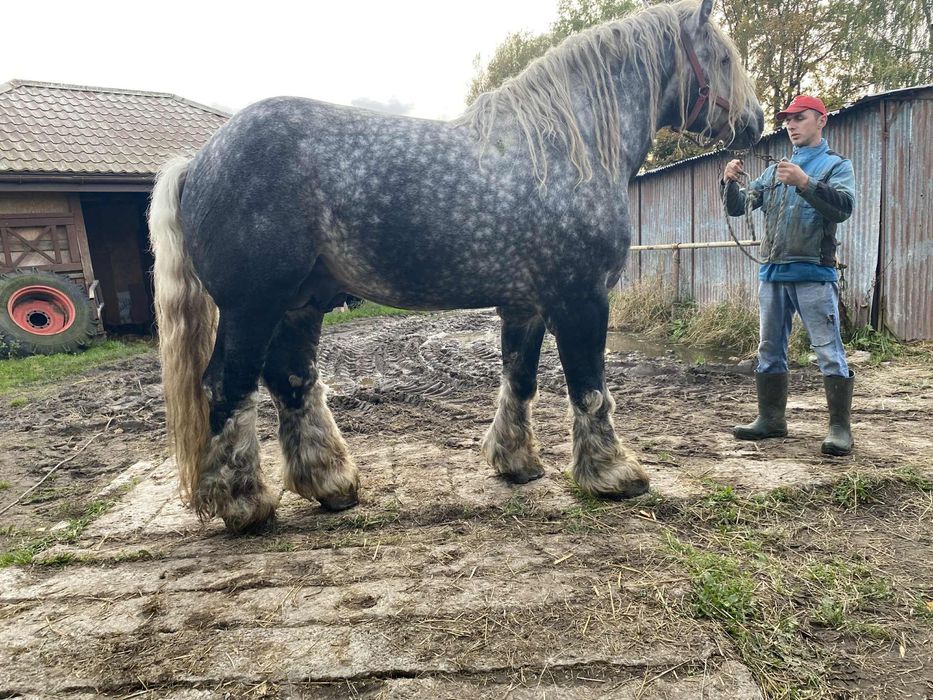 Sprzedam klacz kasztanowatą