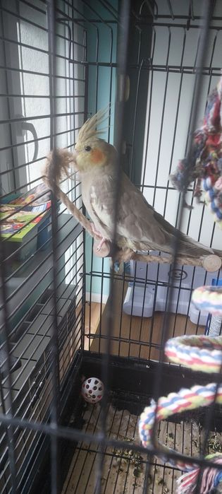 Papużka nimfa oswojona+ klatka