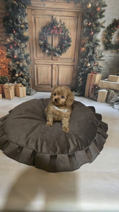 Cavapoo cudowny piesek f1