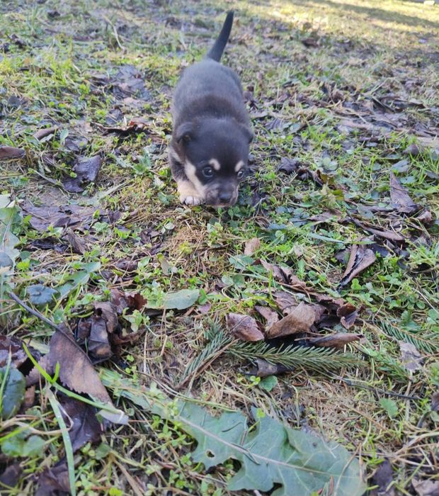 Oddam małego pieska