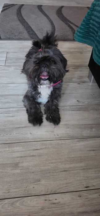 Shih Tzu Czarna Perla Gen Blue