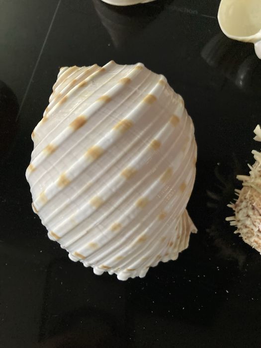 Ракушки для аквариума.