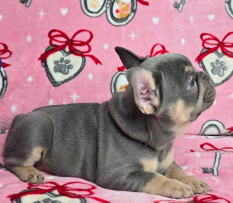 Французский бульдог мальчик