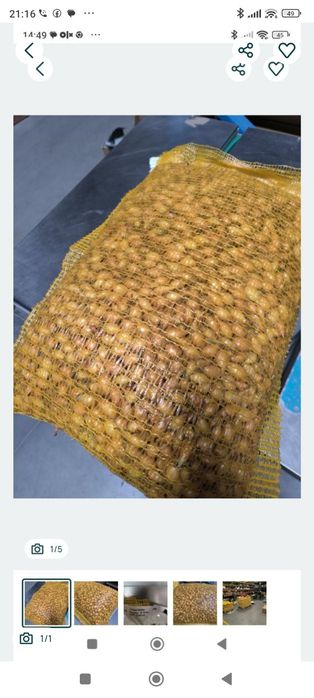 Cebula dymka Senshyuyellow  zimowa 5 kg